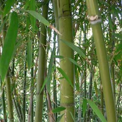 Bambu Phyllostachys nigra henonis